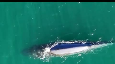 Brydes Whale Comes To The Surface To Breath
