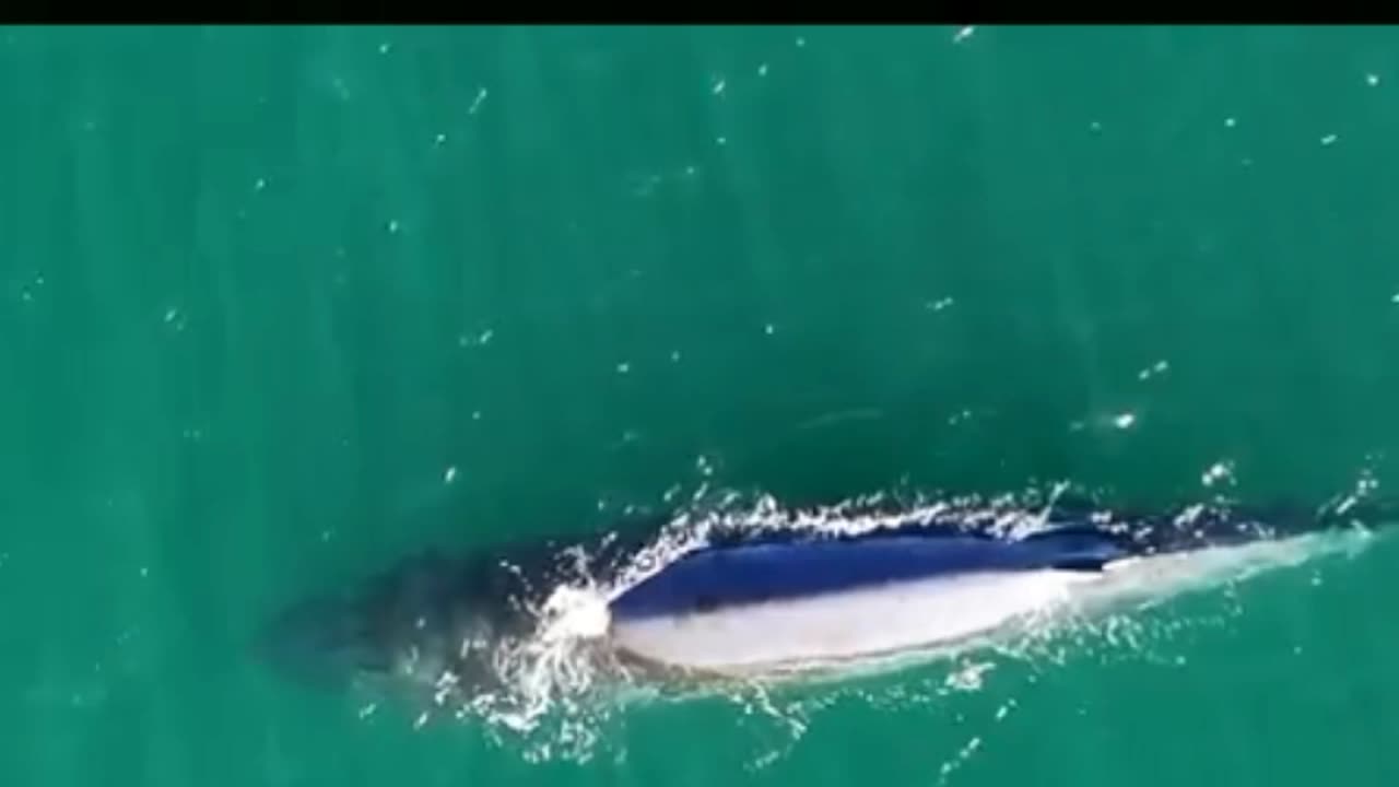 Brydes Whale Comes To The Surface To Breath