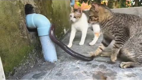 Cat Vs Snake Fight Scene #cat #cats #snake #rumblevideo