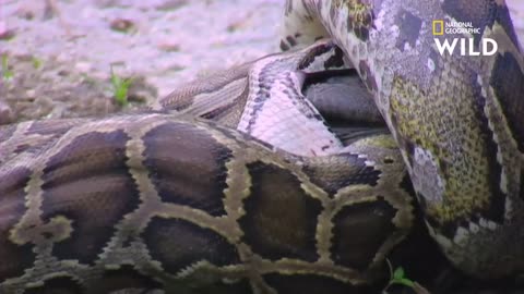 A python devours an American alligator (swallow)