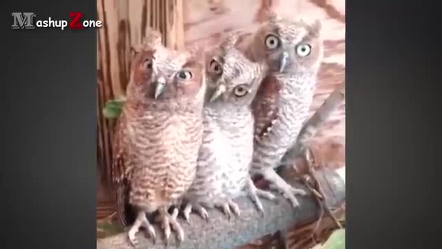 Owl - A Funny Owls And Cute Owls Compilation || NEW