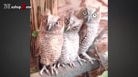 Owl - A Funny Owls And Cute Owls Compilation || NEW