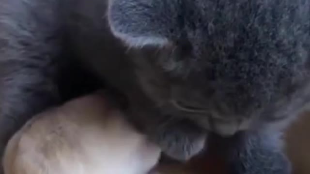 The Cat and The mice are friends 🥰👬 | See How Much Friendship Between Them.