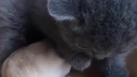 The Cat and The mice are friends 🥰👬 | See How Much Friendship Between Them.