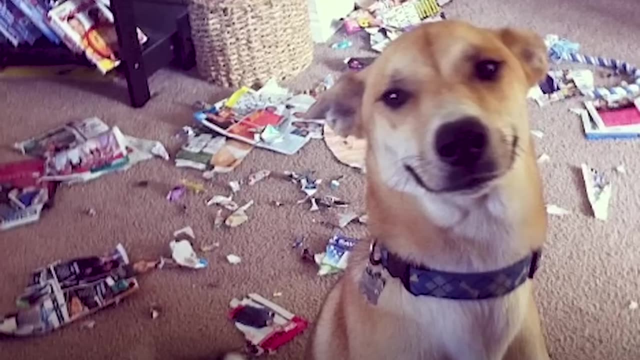 Couple And Their Shelter Dogs Become The Happiest Family | The Dodo Soulmates