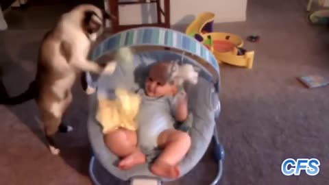 Cats Love Babies love animal