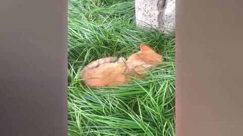 New Funny Animals 2024 #Funniest Cutest Cats and Dogs