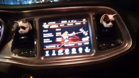 American Muscle cars Take Over Korea I Hellcat I Focus ST I Mustang GT 5.0