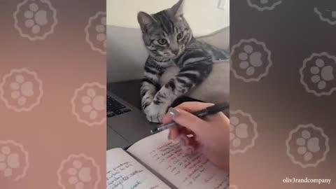 Owners are CRYING, you are LAUGHING! - Funny ANNOYING & TROUBLEMAKING CATS
