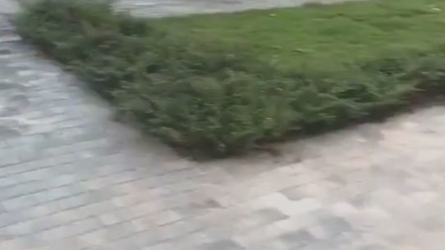 Cute dogs video 😍😍