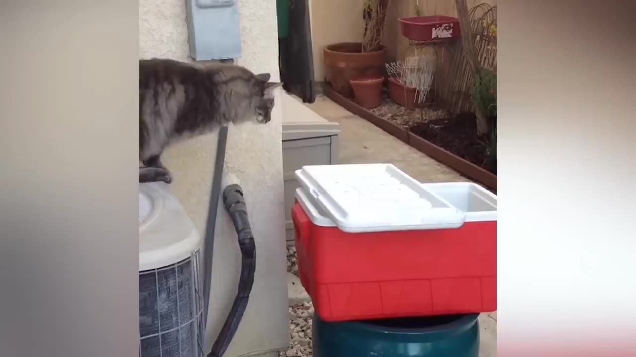Try not to laugh level hard Part 1