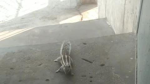 Squirrels activity