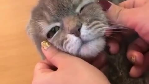 Funny Animals - Funny Dogs And Cats - Cat And Dog
