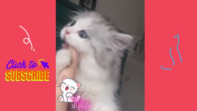 Cute kitten savors his owner's finger❤❤