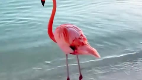Dancing Flamingo