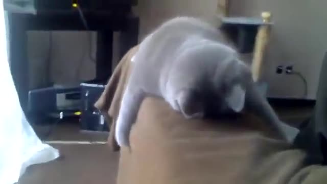 Funny sleeping cat