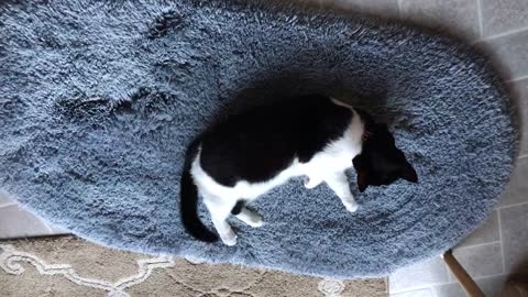 Happy Cat On The Rug Just Out Of The Dryer