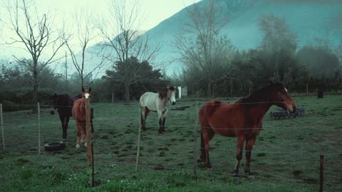 Beautiful Horse #horse #short