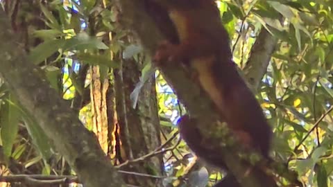 Squirrel eating tree bark