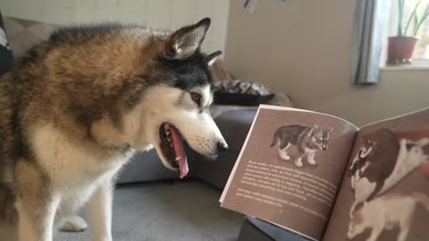 5 sinais de que seu relacionamento com cães é tóxico