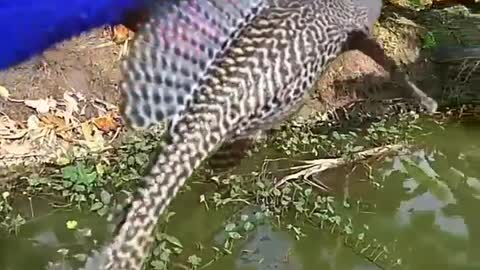 This is a beautiful and charming water-dwelling species