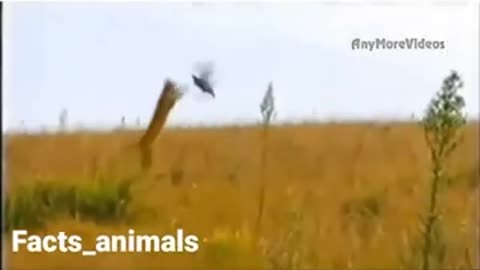 Cheetah Caught Flying Bird #shorts #viral #shortsvideo #video