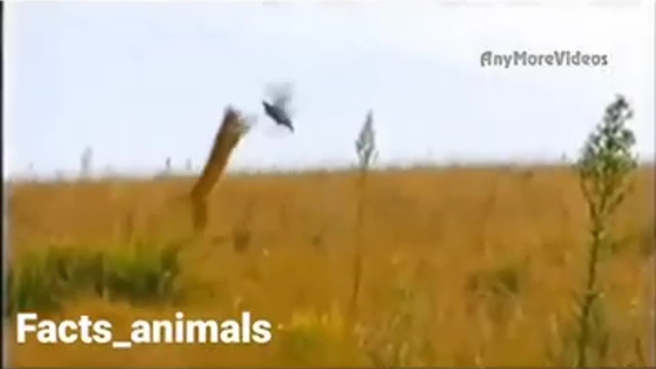 Cheetah Caught Flying Bird #shorts #viral #shortsvideo #video