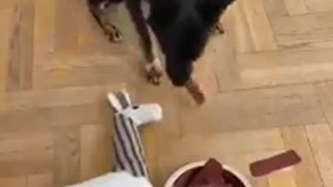 Funny dog