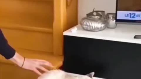 Funny 😂😂😂#@Animal#$video#shots, 🤣🤣 video 📸📸 please subscribe my channel 🤝🤝