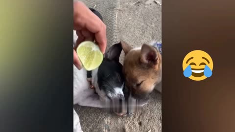 😂 Try not to laugh - Funny Cat & Dog Video [ Funny Video ]
