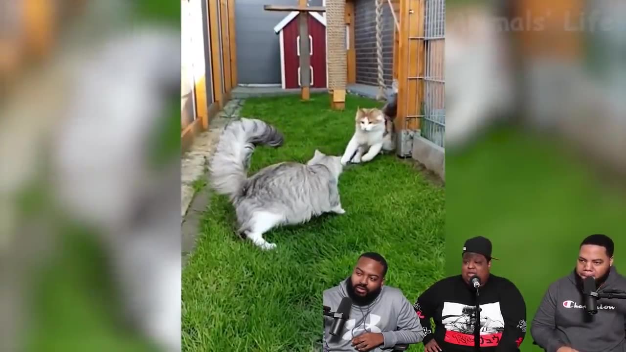 fanniest dogs and cats