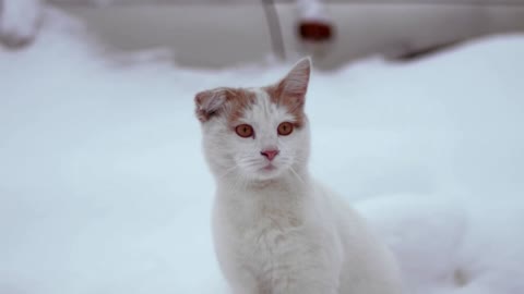 A rumpled cat is sitting on the snow and turning its muzzle