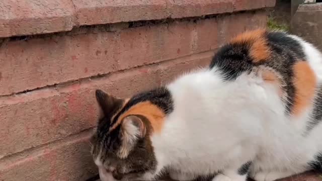 Cute cats