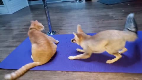 Cat and fox do yoga together...sort of