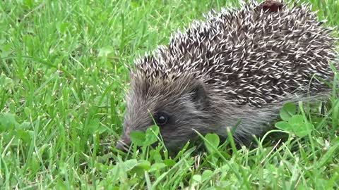 Hedgehog Grass Go Animals Nature Barb Summer 🌴 🌴