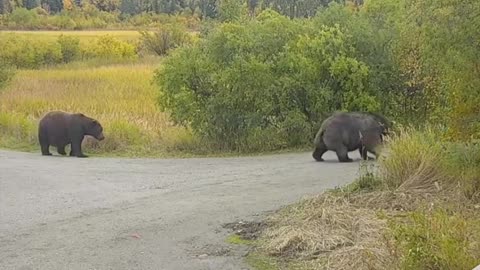 three fat bear walking on the street.mp4