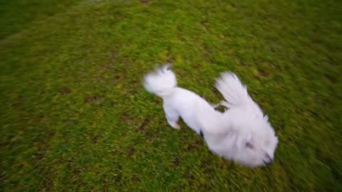Cute white puppy jumping in camera