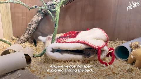 Tiny Baby Stoat Has The Best Reaction When She Meets Someone Like Her