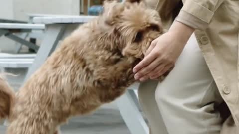 Develops your Dog's "Hidden Intelligence"