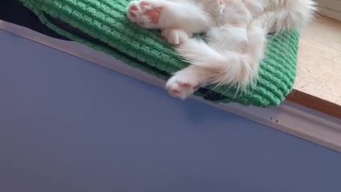 boop the floof