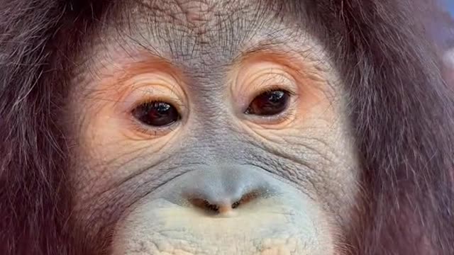 monkey
