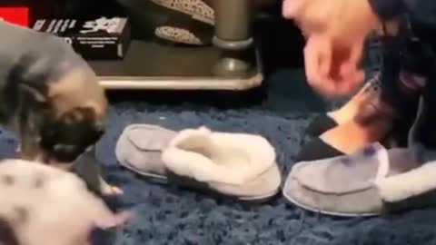 The dog got hungry when he saw the pig