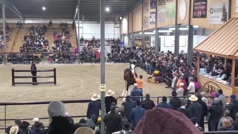 $100,000 Clydesdale Stallion at Topeka!