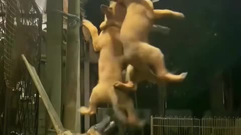 Dogs exercise #
