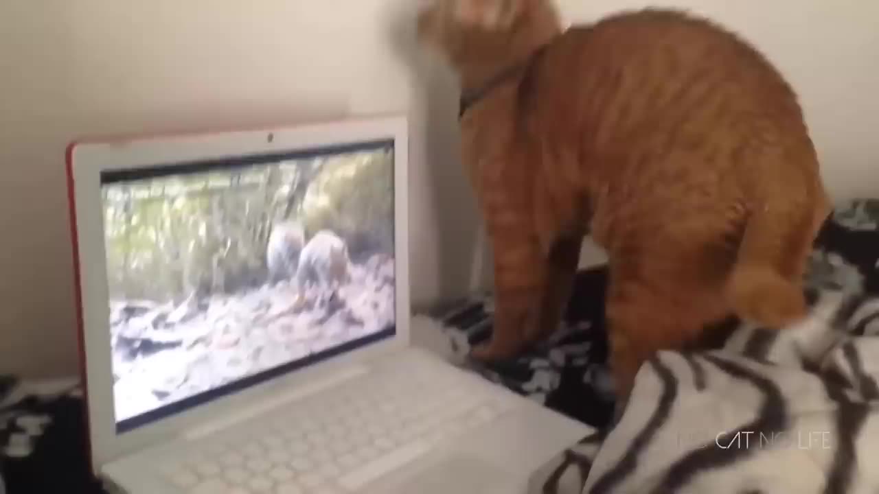 Try not to laugh 🤣😂