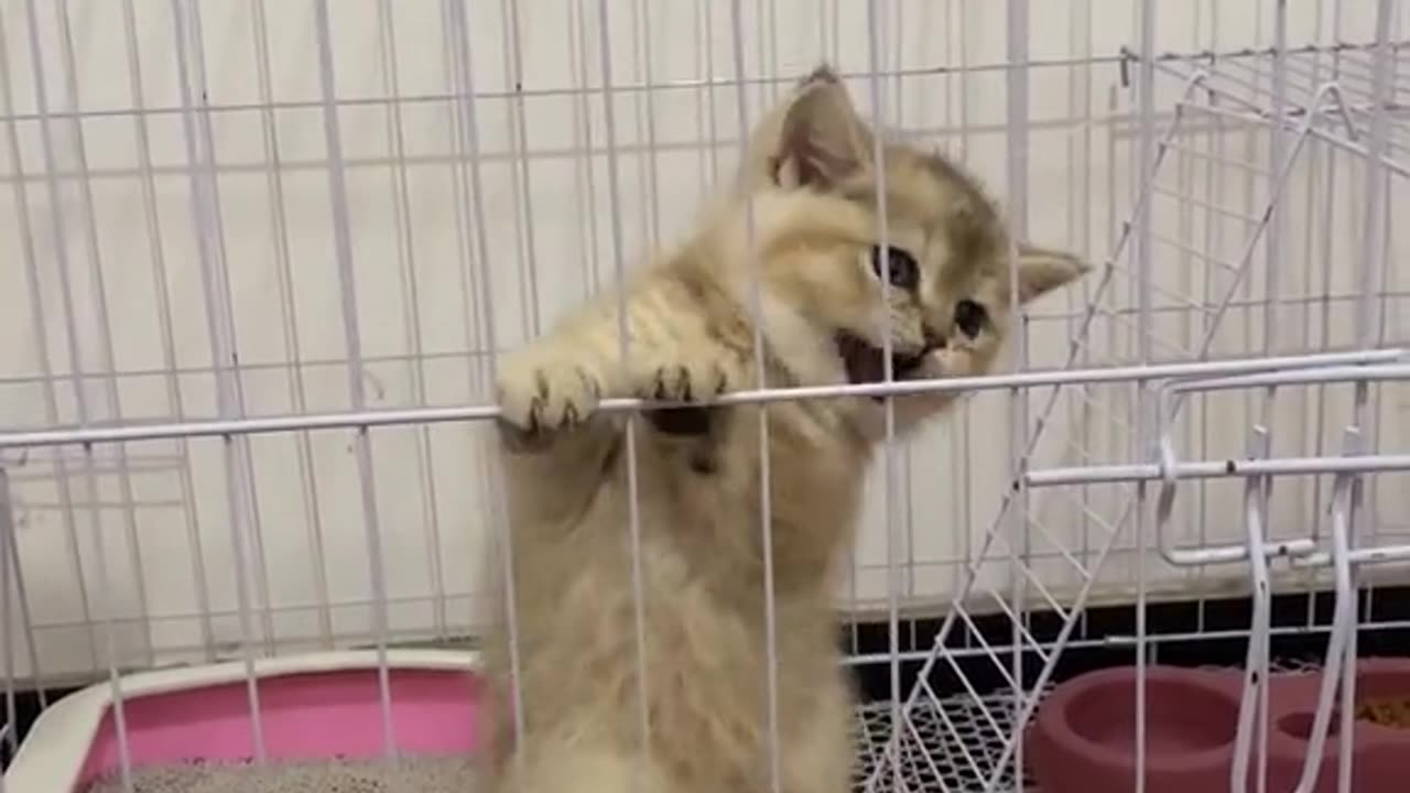 "Tiny Kitten, Big Roar: The Surprising Power of a Fierce Feline"
