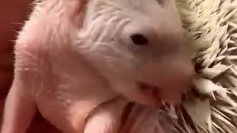 Cute baby animals