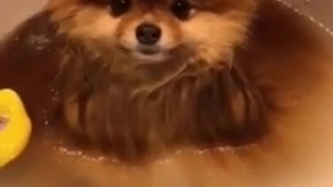 Cute Lit Dog Funny Moments While Taking Bath