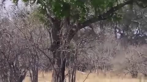 Shocking Video Eagle Dies While Hunting Octopus In The Ocean.