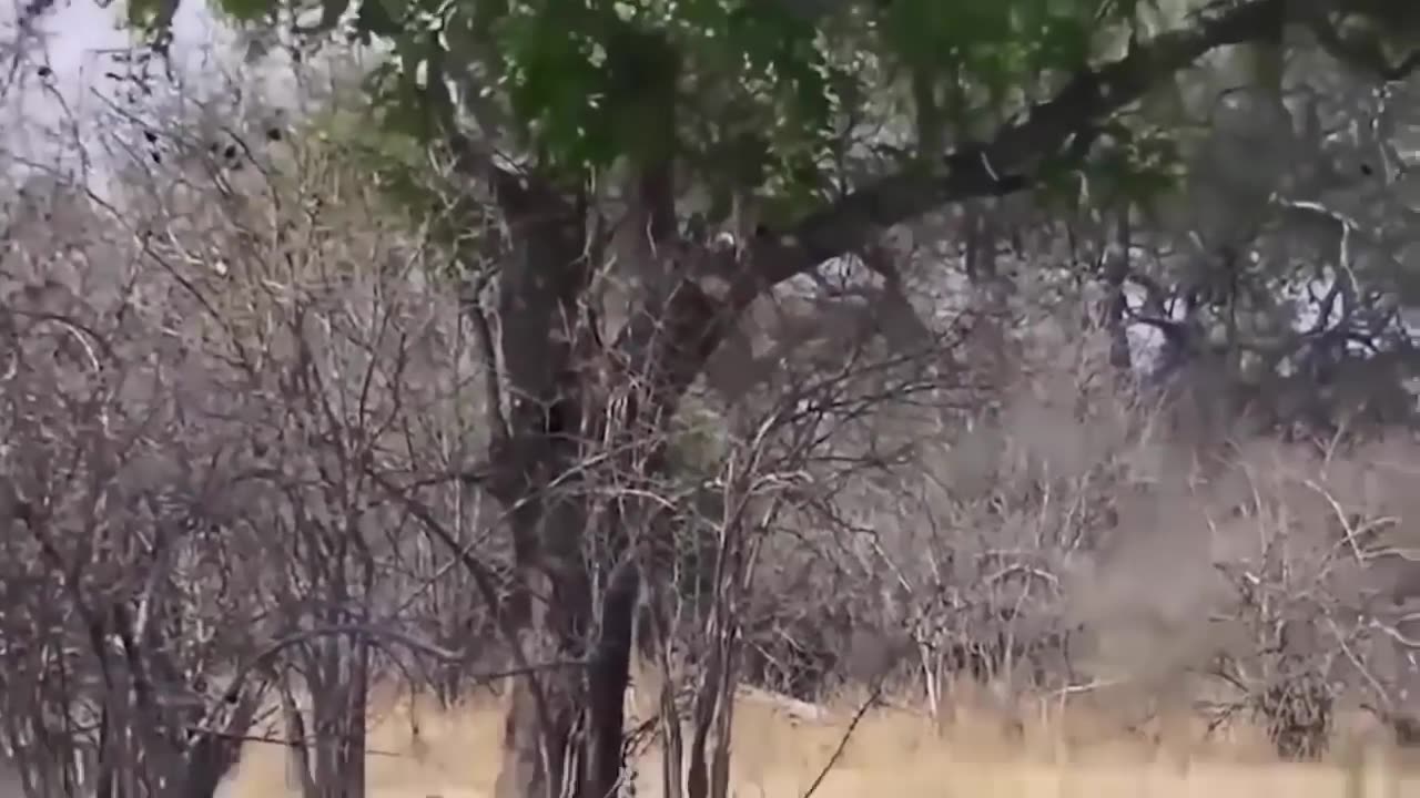 Shocking Video Eagle Dies While Hunting Octopus In The Ocean.
